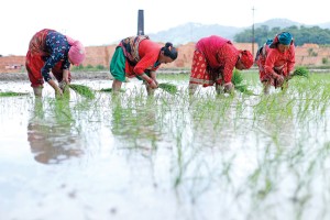 आज  राष्ट्रिय धान दिवस मनाइँदै