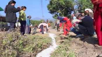 दाङको शान्तिनगरमा दूध नबिकेपछि किसानले बाटैमा पोखे