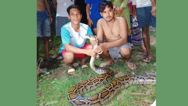 कञ्चनपुरमा उखुबारीबाट गरीयो अजिङ्गरको उद्धार